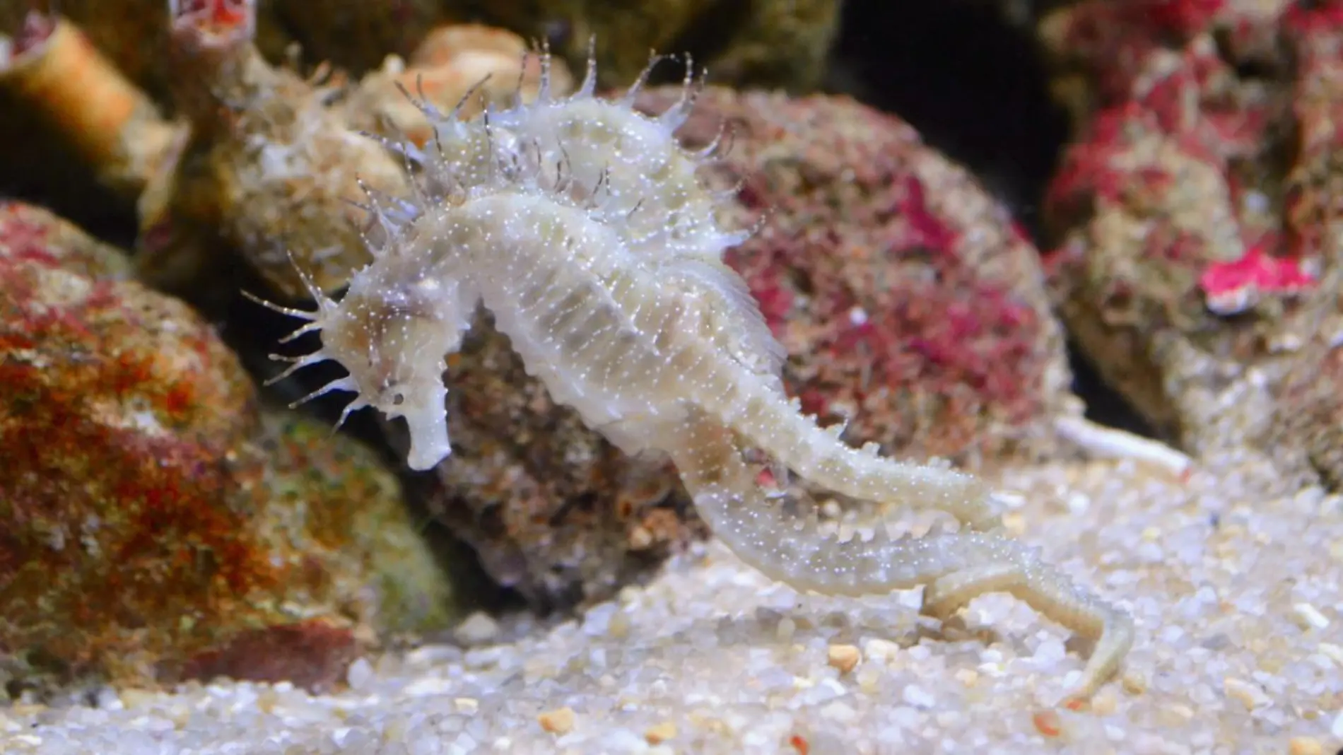 Caballitos de mar b2